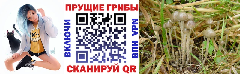 Галлюциногенные грибы мухоморы Среднеуральск